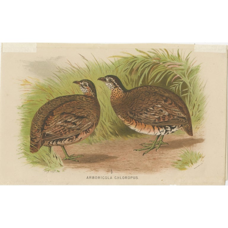 Antique Bird Print of the Green-Legged Wood Partridge by Hume & Marshall, 1879 For Sale