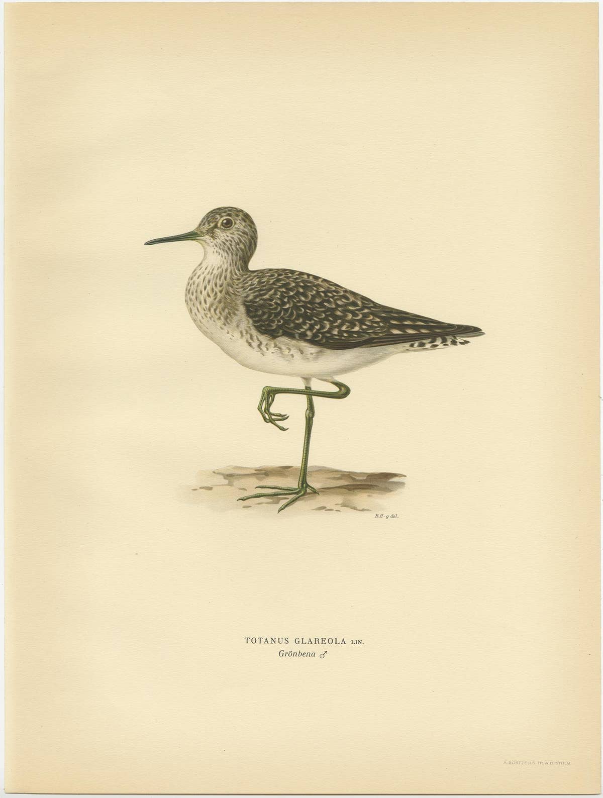 Antique Bird Print of the Wood Sandpiper 'Male' by Von Wright, 1929