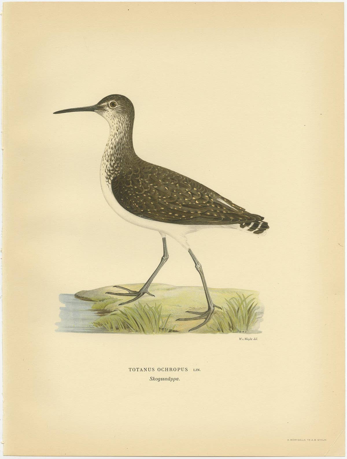 Antique Bird Print of the Green Sandpipe by Von Wright, 1929