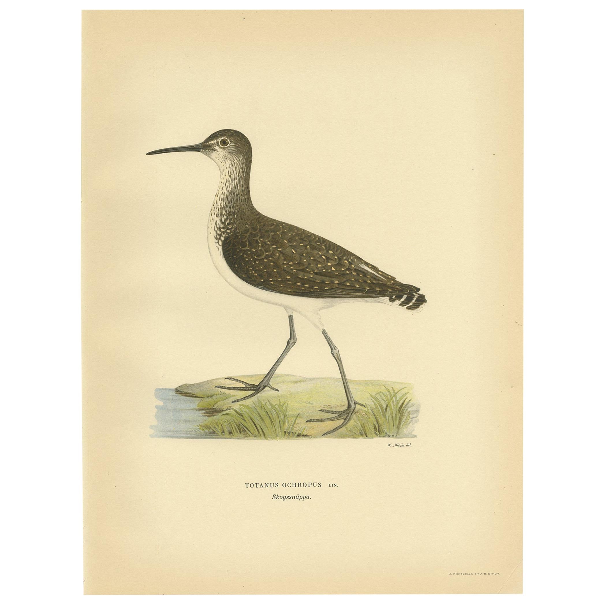 Antique Bird Print of the Green Sandpipe by Von Wright, 1929 For Sale