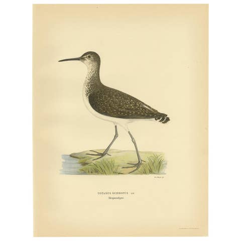 Antique Bird Print of the Green Sandpipe by Von Wright, 1929