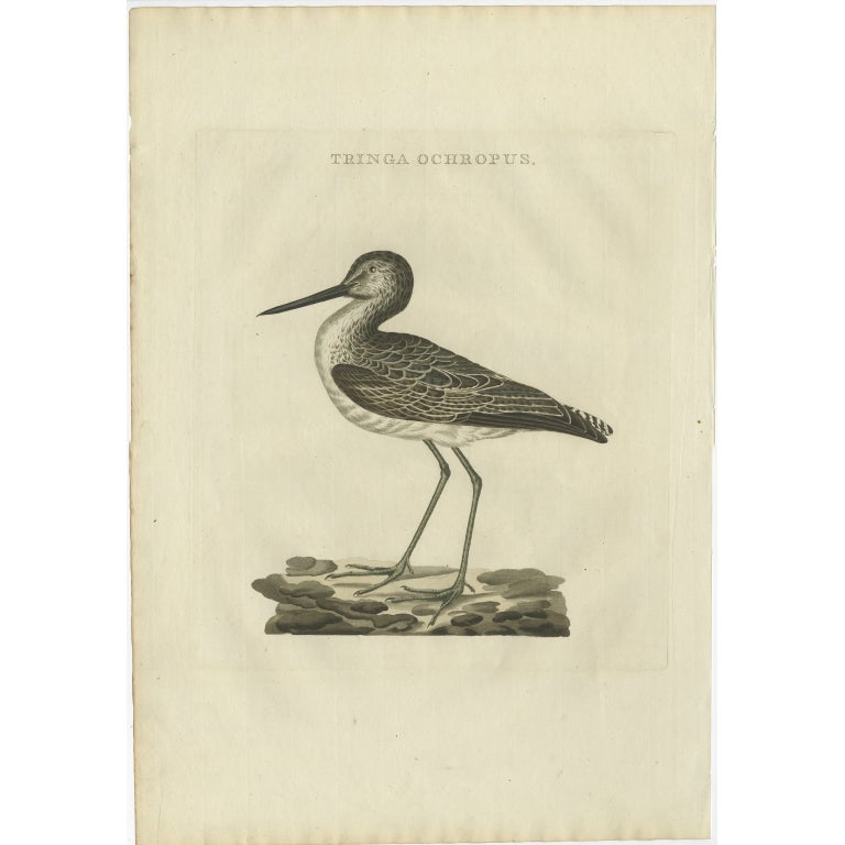 Antiker Vogeldruck des grünen Sandpipers von Sepp & Nozeman, 1809