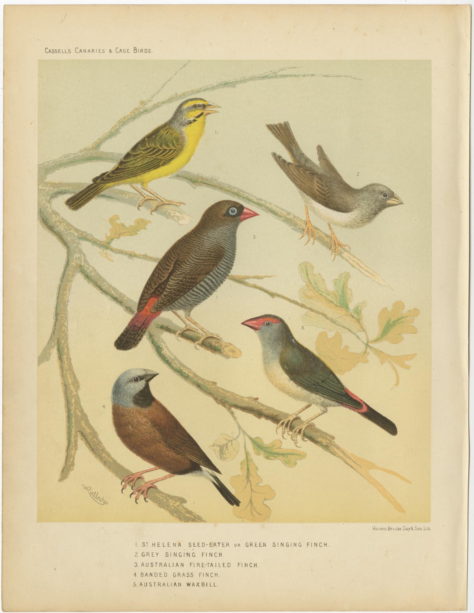 Antique bird print titled '1. St Helena Seed-Eater or Green Singing Finch 2. Grey Singing Finch 3. Australian Fire-Tailed Finch 4. Banded Grass Finch' Old bird print depicting the Green Singing Finch, Grey Singing Finch, Australian Fire-Tailed