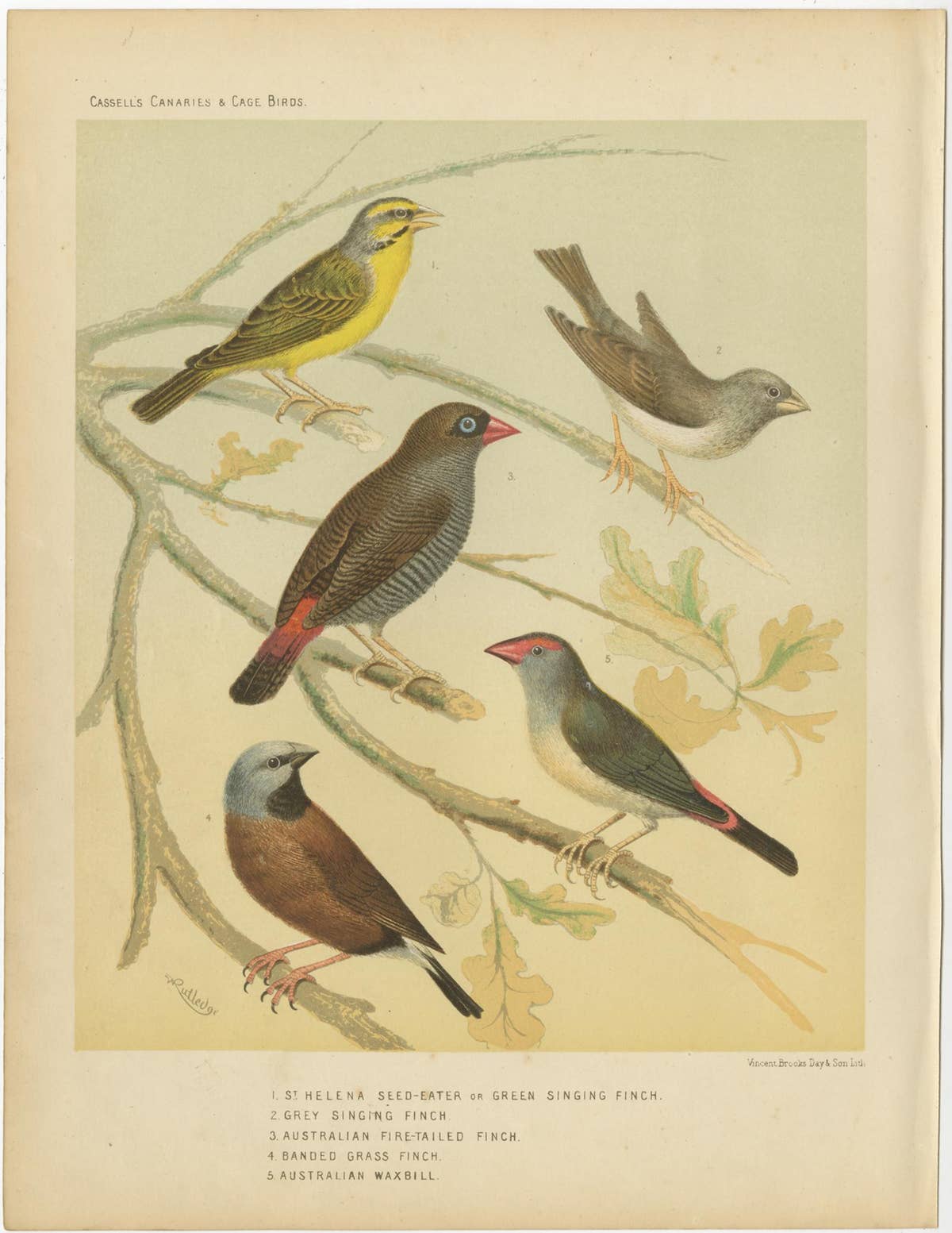 Antique Bird Print of the Green Singing Finch, Grey Singing Finch and Others