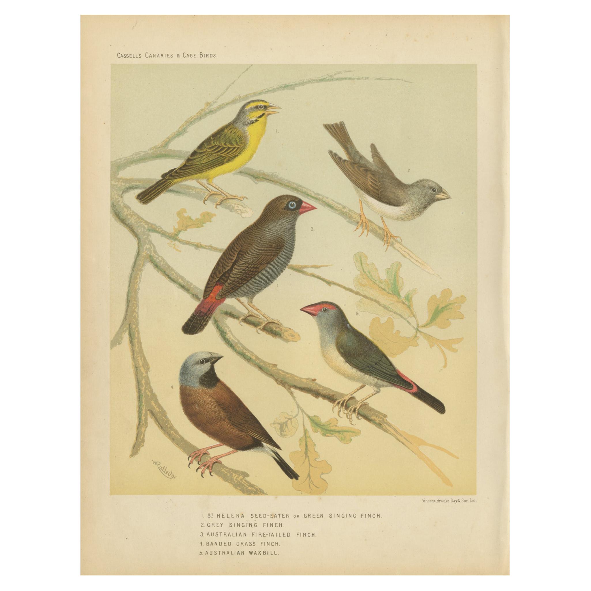 Antique Bird Print of the Green Singing Finch, Grey Singing Finch and Others For Sale