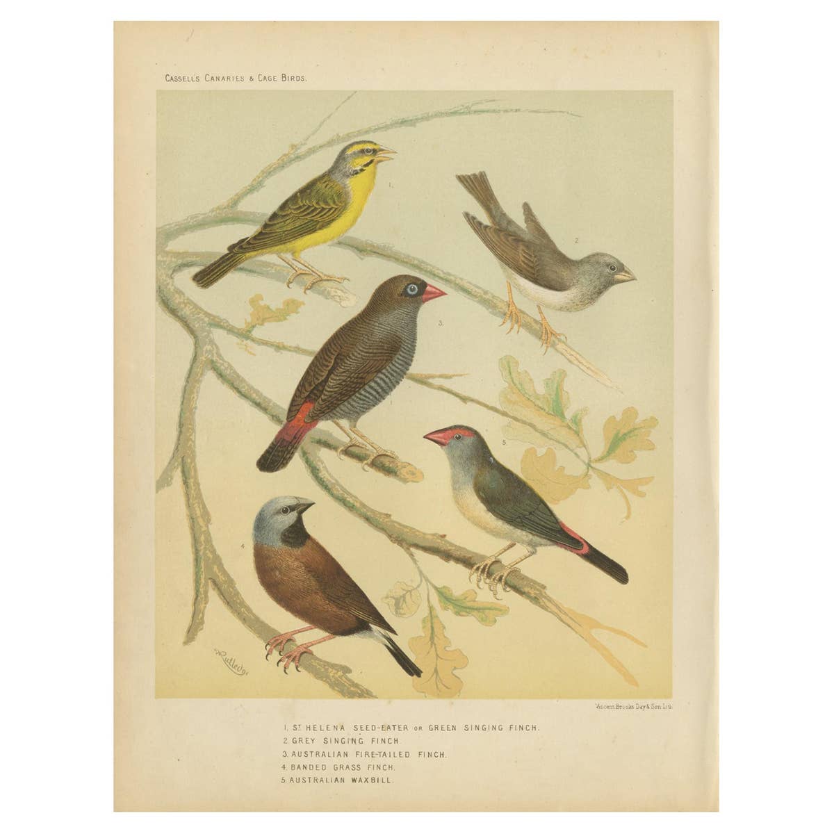 Antique Bird Print of the Green Singing Finch, Grey Singing Finch and Others