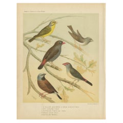 Antique Bird Print of the Green Singing Finch, Grey Singing Finch and Others