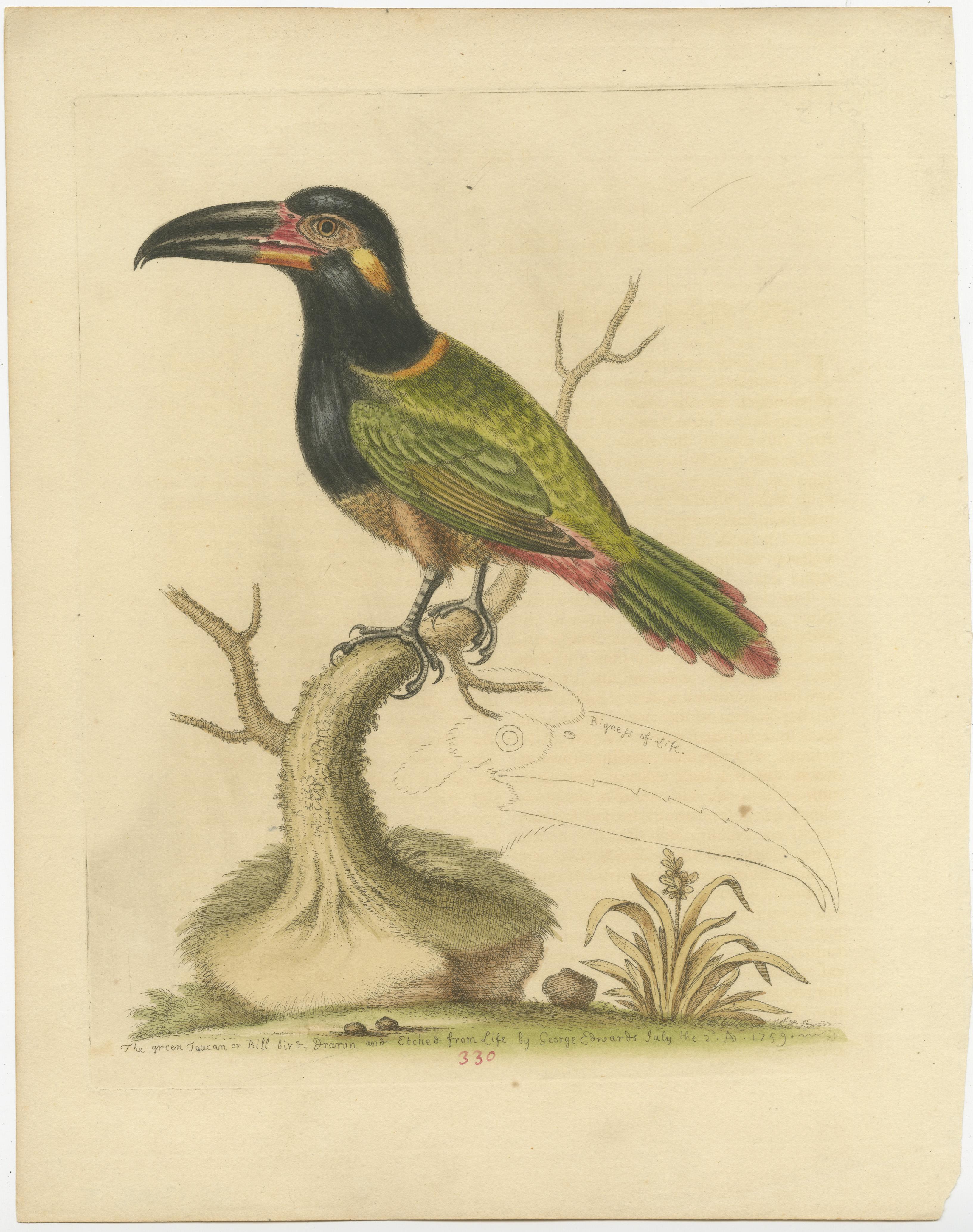 Original antique bird print of a green toucan. Published by George Edwards circa 1760. 

George Edwards FRS (3 April 1694 – 23 July 1773) was an English naturalist and ornithologist, known as the 