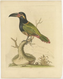 Antique Bird Print of the Green Toucan