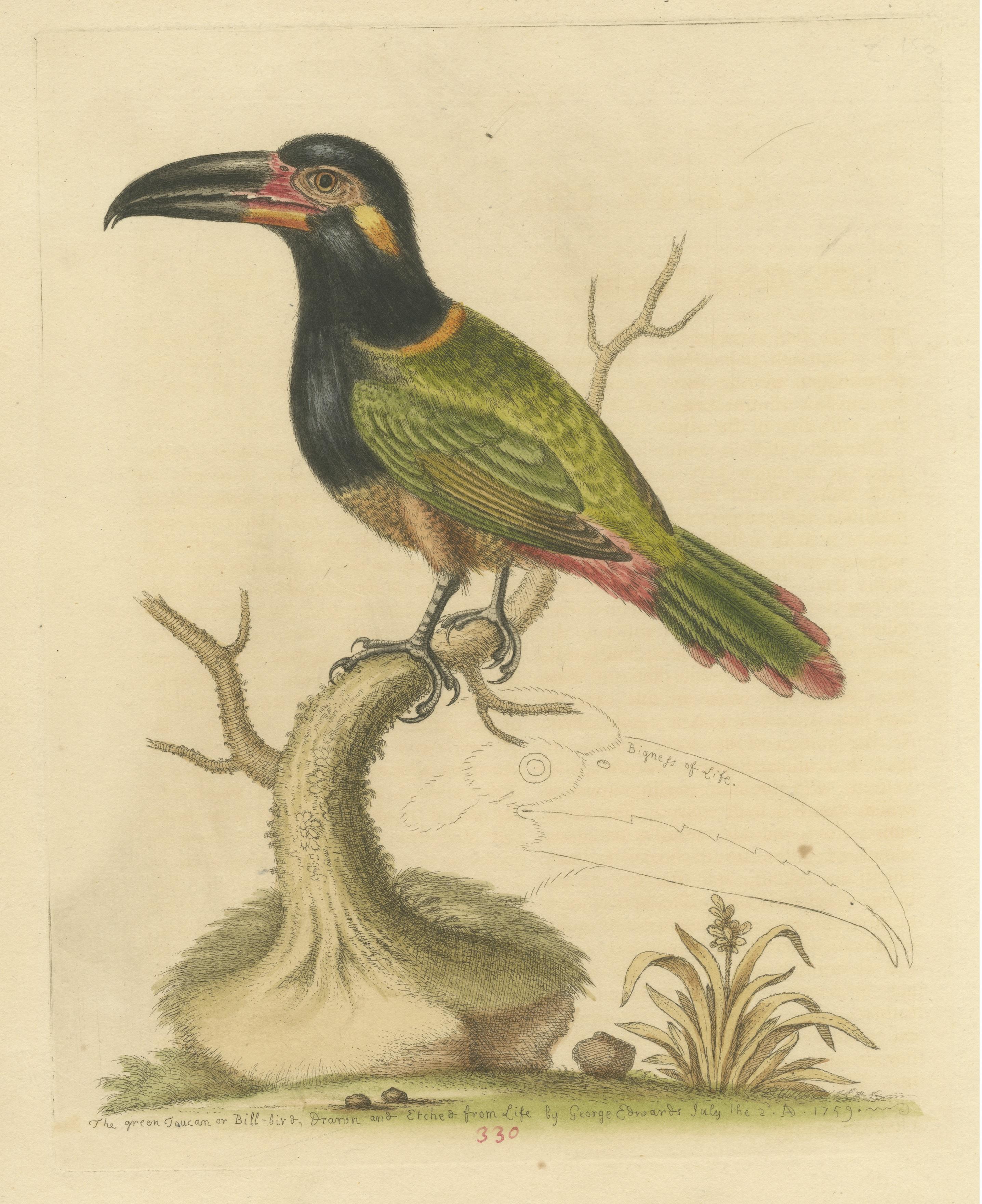 Antiker Vogeldruck des grünen Toucan im Zustand „Gut“ im Angebot in Langweer, NL