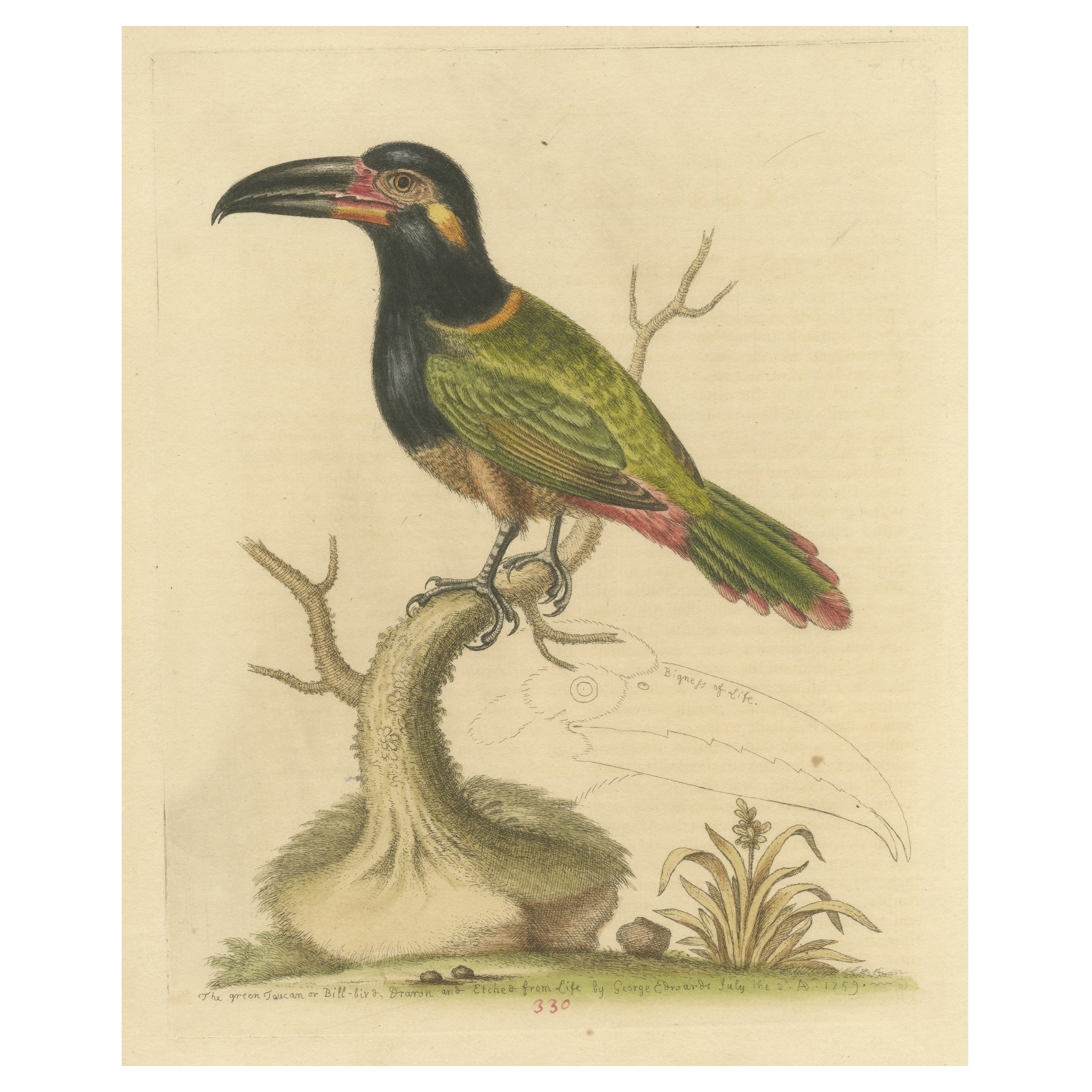 Antiker Vogeldruck des grünen Toucan