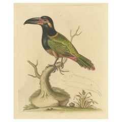 Antiker Vogeldruck des grünen Toucan