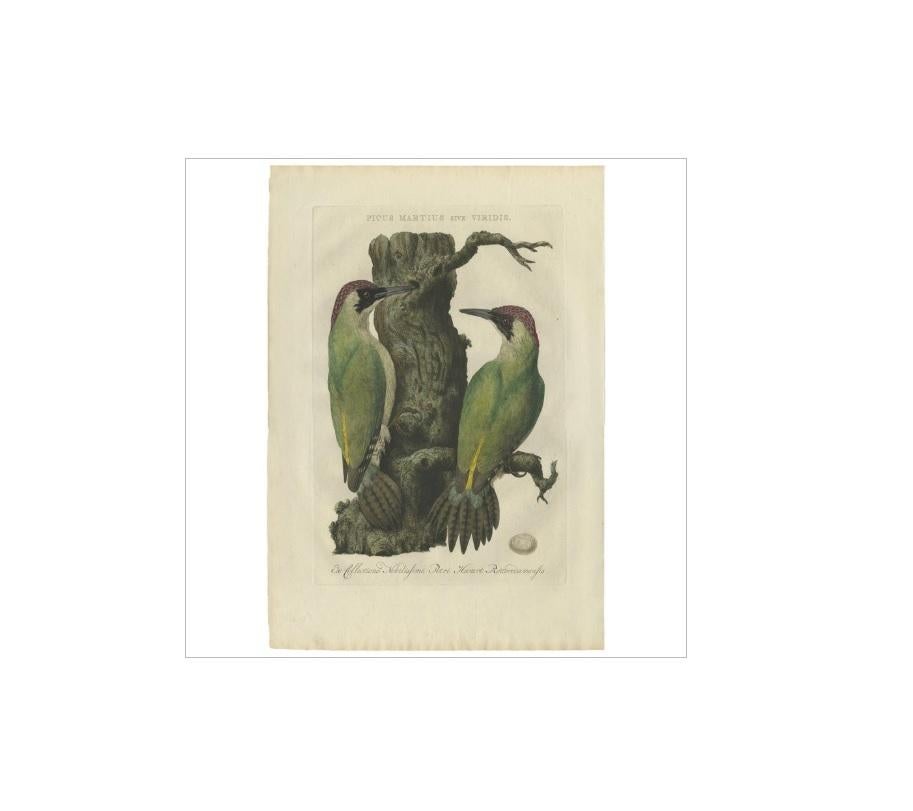 Antique print titled 'Picus Martius sive Viridis'. The European green woodpecker (Picus viridis) is a member of the woodpecker family Picidae. There are four subspecies and it occurs in most parts of Europe and in western Asia. All have green