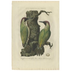 Antique Bird Print of the Green Woodpecker by Sepp & Nozeman, 1770