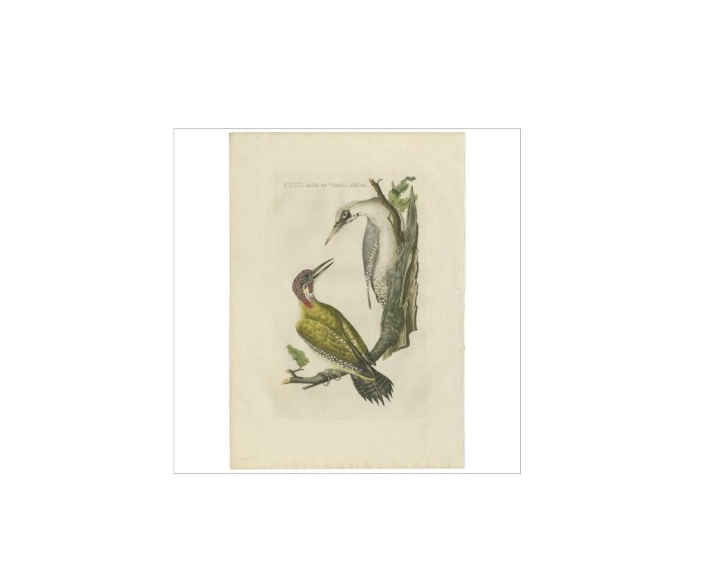 Antique print titled 'Picus, Alba et Viridis, Minor'. The European green woodpecker (Picus viridis) is a member of the woodpecker family Picidae. There are four subspecies and it occurs in most parts of Europe and in western Asia. All have green