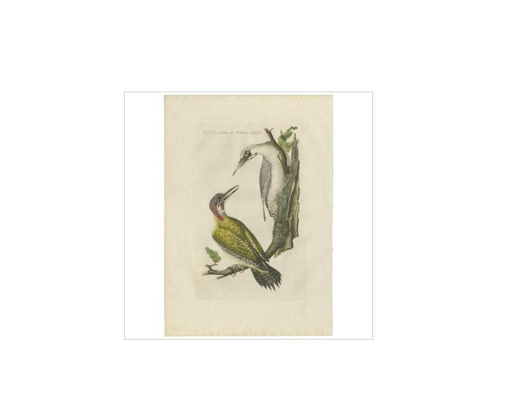 Antique Bird Print of the Green Woodpecker by Sepp & Nozeman, 1809