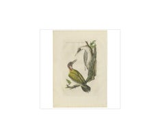 Grabado antiguo de pájaro carpintero verde de Sepp & Nozeman, 1809