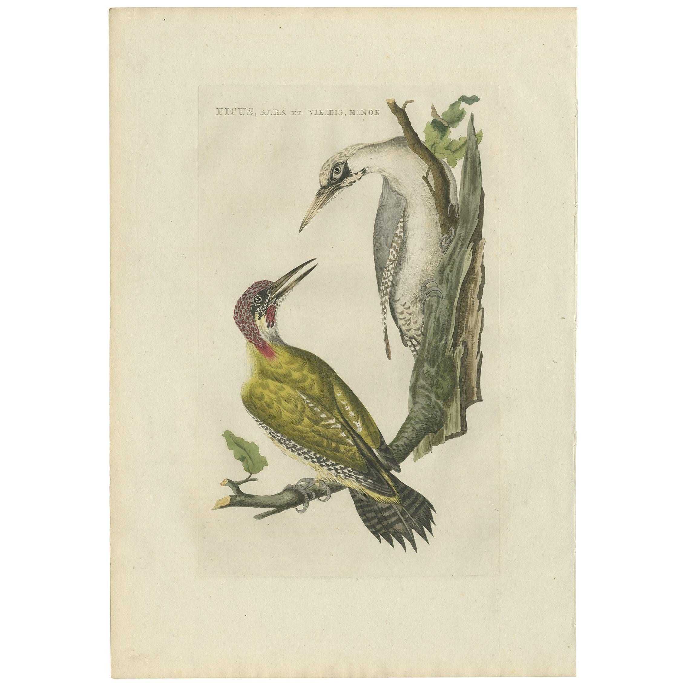 Antiker antiker Vogeldruck des grünen Holzpeckers von Sepp & Nozeman, 1809