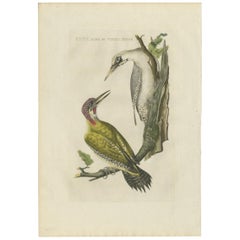 Stampa antica di Picchio verde di Sepp & Nozeman, 1809