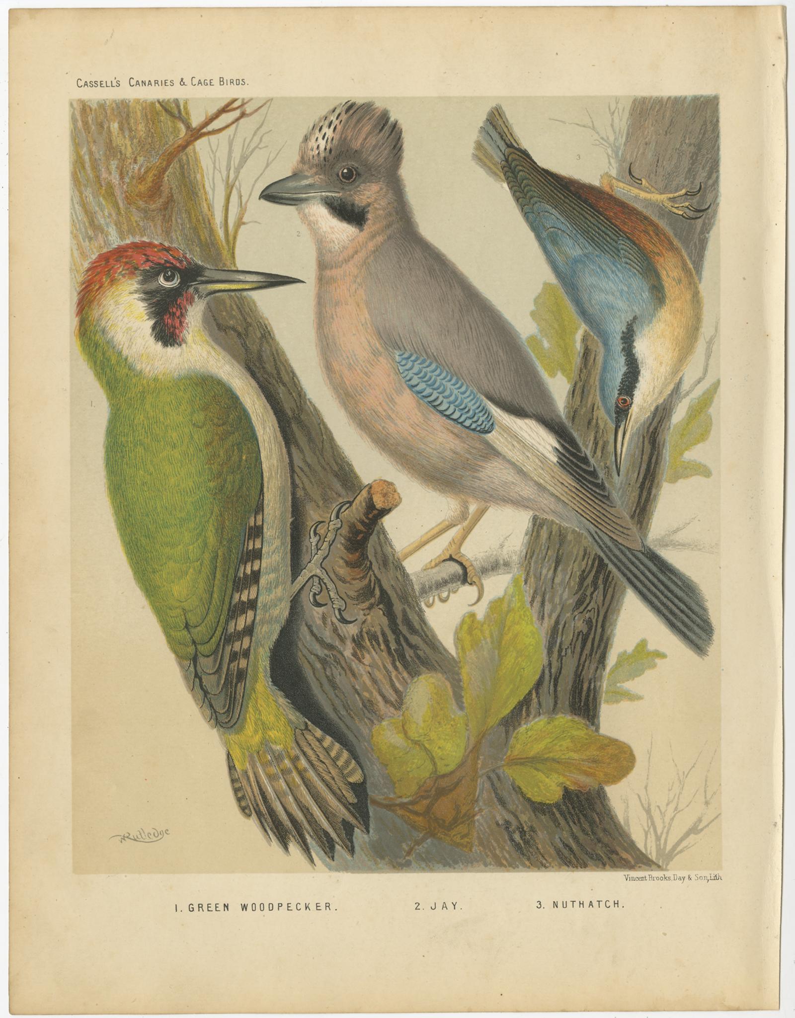 Antique bird print titled '1. Green Woodpecker 2. Jay 3. Nuthatch ' Old bird print depicting the European green woodpecker, Jay, Nuthatch. This print originates from: 'Illustrated book of canaries and cage-birds' by W. A. Blackston, W. Swaysland and