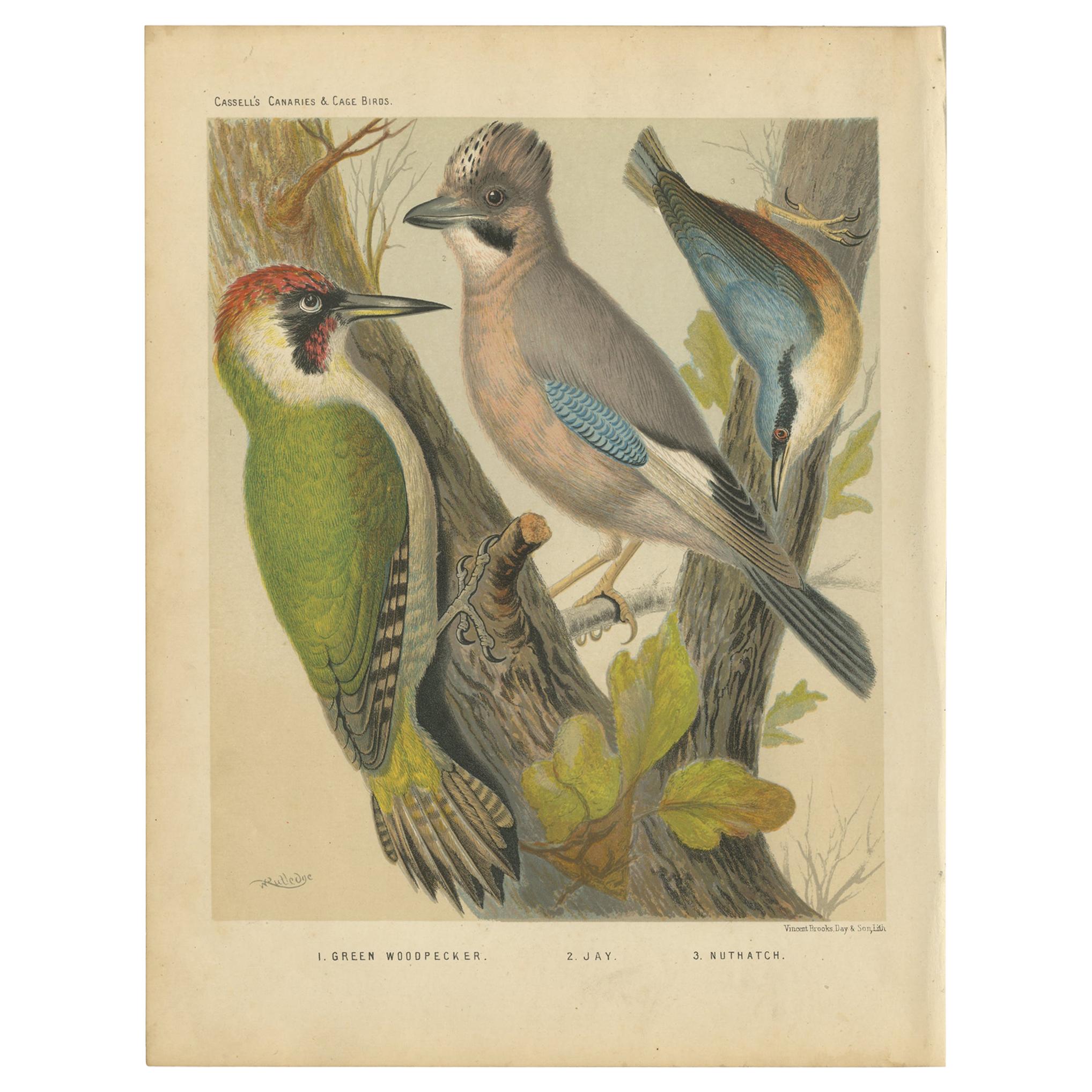 Impression ancienne d'oiseau en bois vert, Jay, Nuthatch, datant d'environ 1880