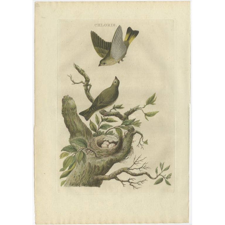 Antique Bird Print of the Greenfinch by Sepp & Nozeman, 1770 For Sale