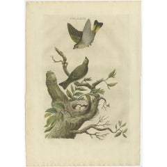 Antique Bird Print of the Greenfinch by Sepp & Nozeman, 1770