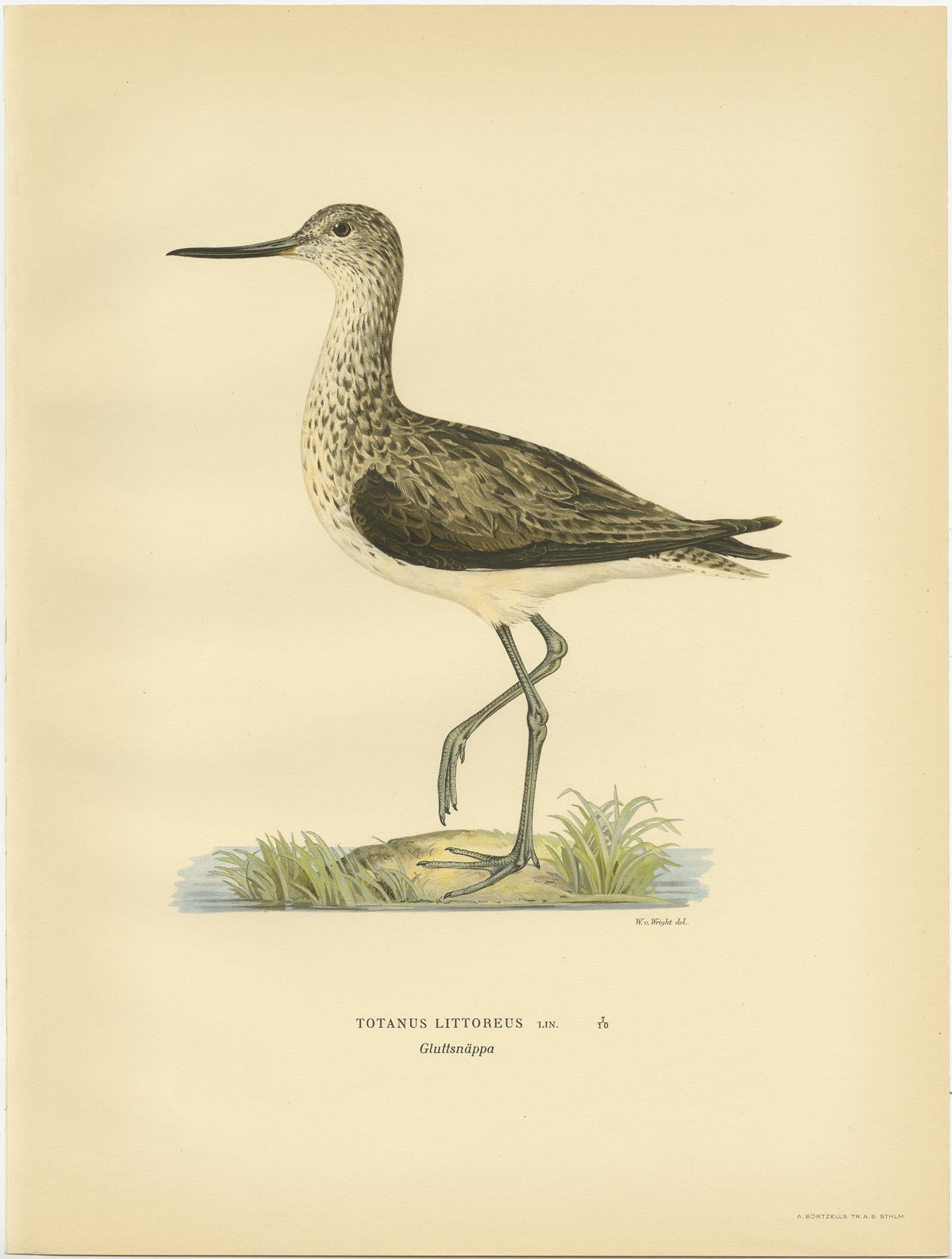 Antique Bird Print of the Greenshank by Von Wright, 1929 In Good Condition For Sale In Langweer, NL