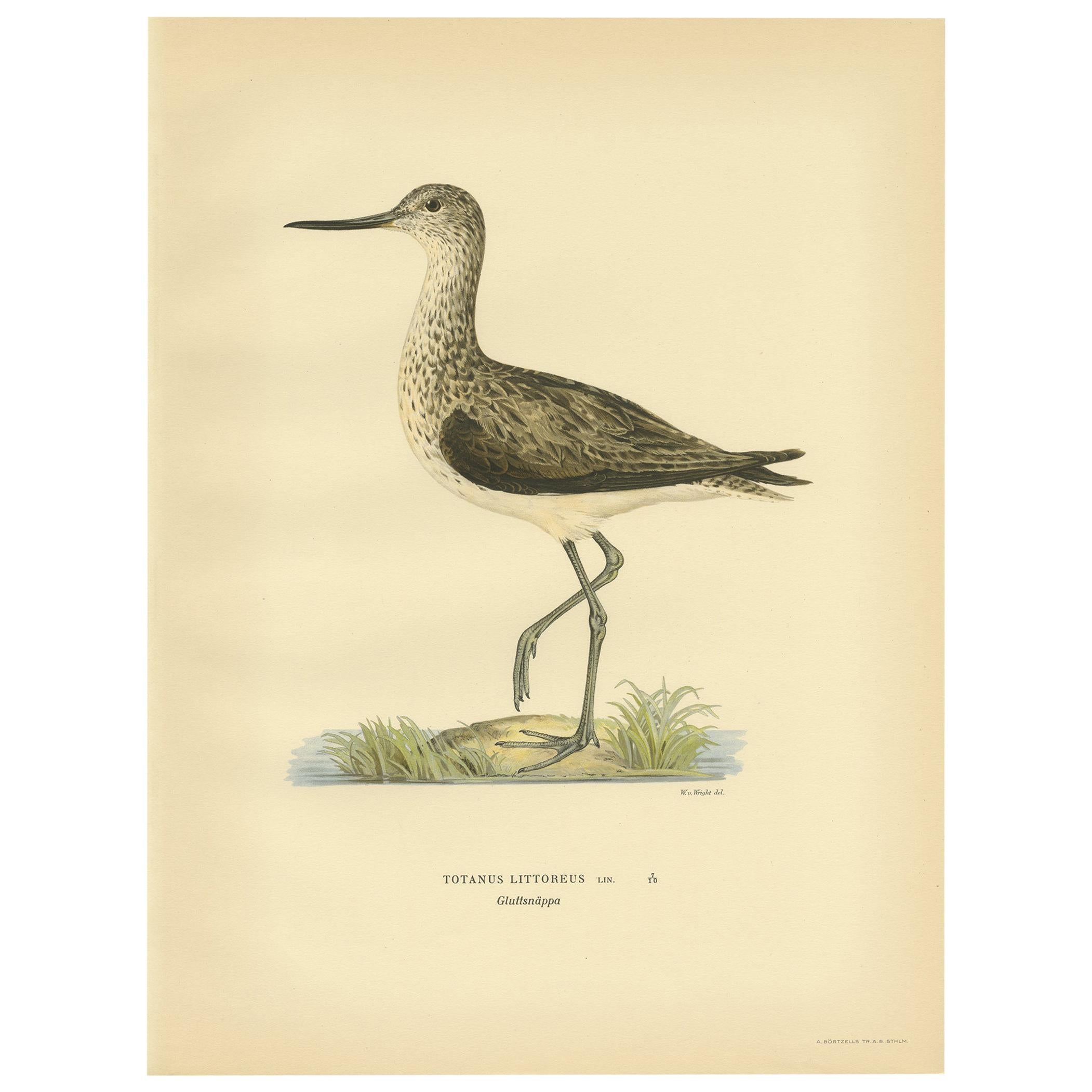 Impression ancienne d'oiseau du Greenshank par Von Wright, 1929