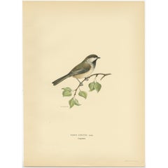 Antique Bird Print of the Grey-Headed Chickadee by Von Wright, 1927