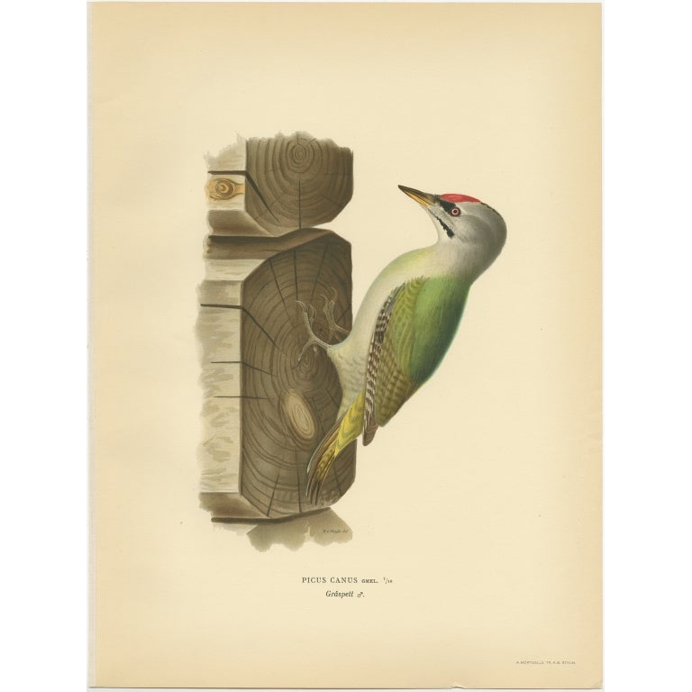 Antique Bird Print of the Grey-Headed Woodpecker by Von Wright, 1927 For Sale