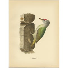 Antique Bird Print of the Grey-Headed Woodpecker by Von Wright, 1927