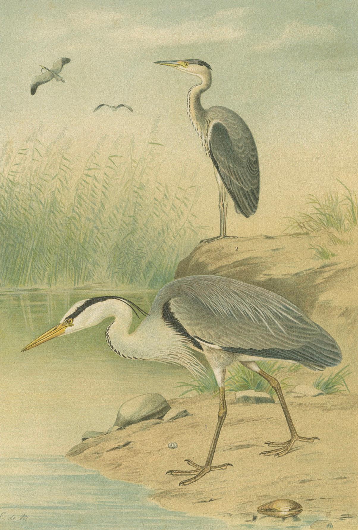 Grey Heron by E. de Maes, Antique Bird Lithograph Ardea cinerea c.1895

This elegant antique ornithological print depicts the *Ardea cinerea*, commonly known as the Grey Heron (Fischreiher in German). The lithograph was created around 1900 and is