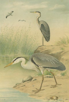 Antique Bird Print of the Grey Heron by Naumann, circa 1895