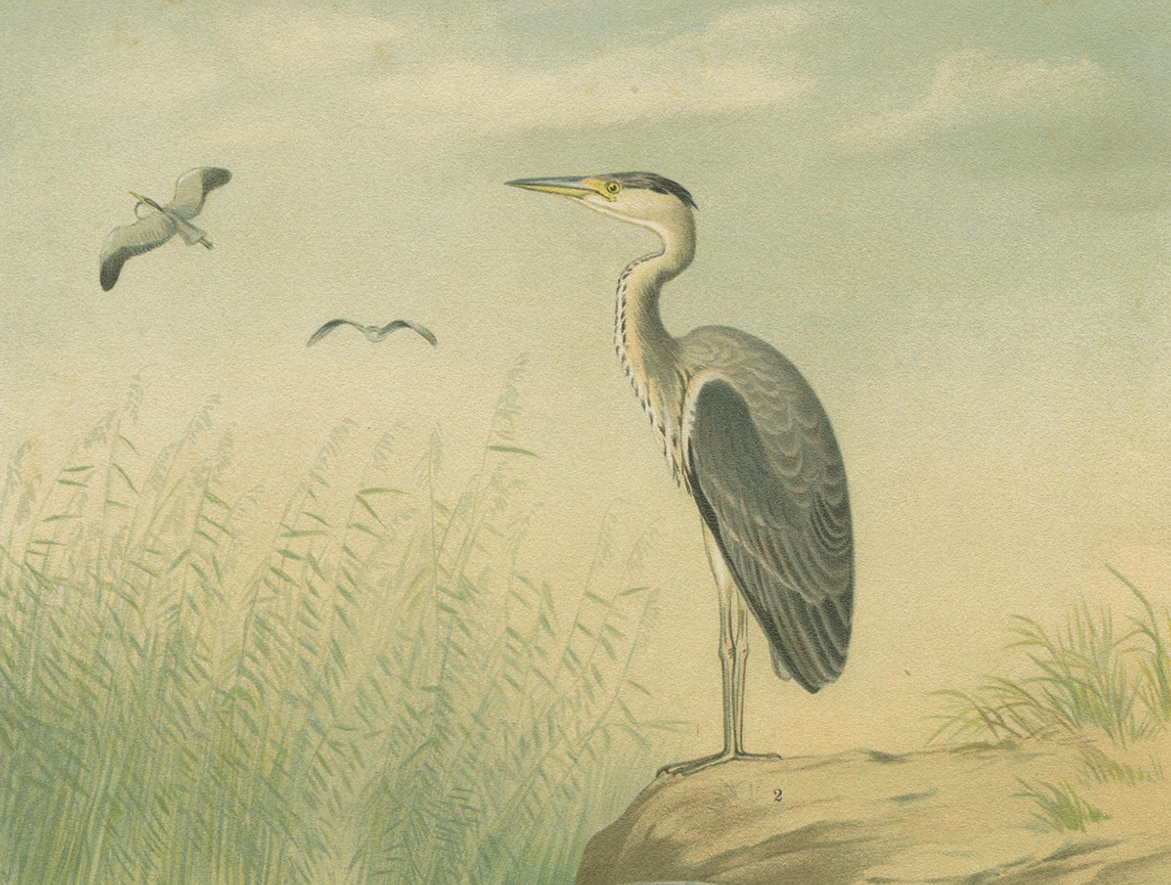 Antique Bird Print of the Grey Heron by Naumann, circa 1895 In Good Condition For Sale In Langweer, NL