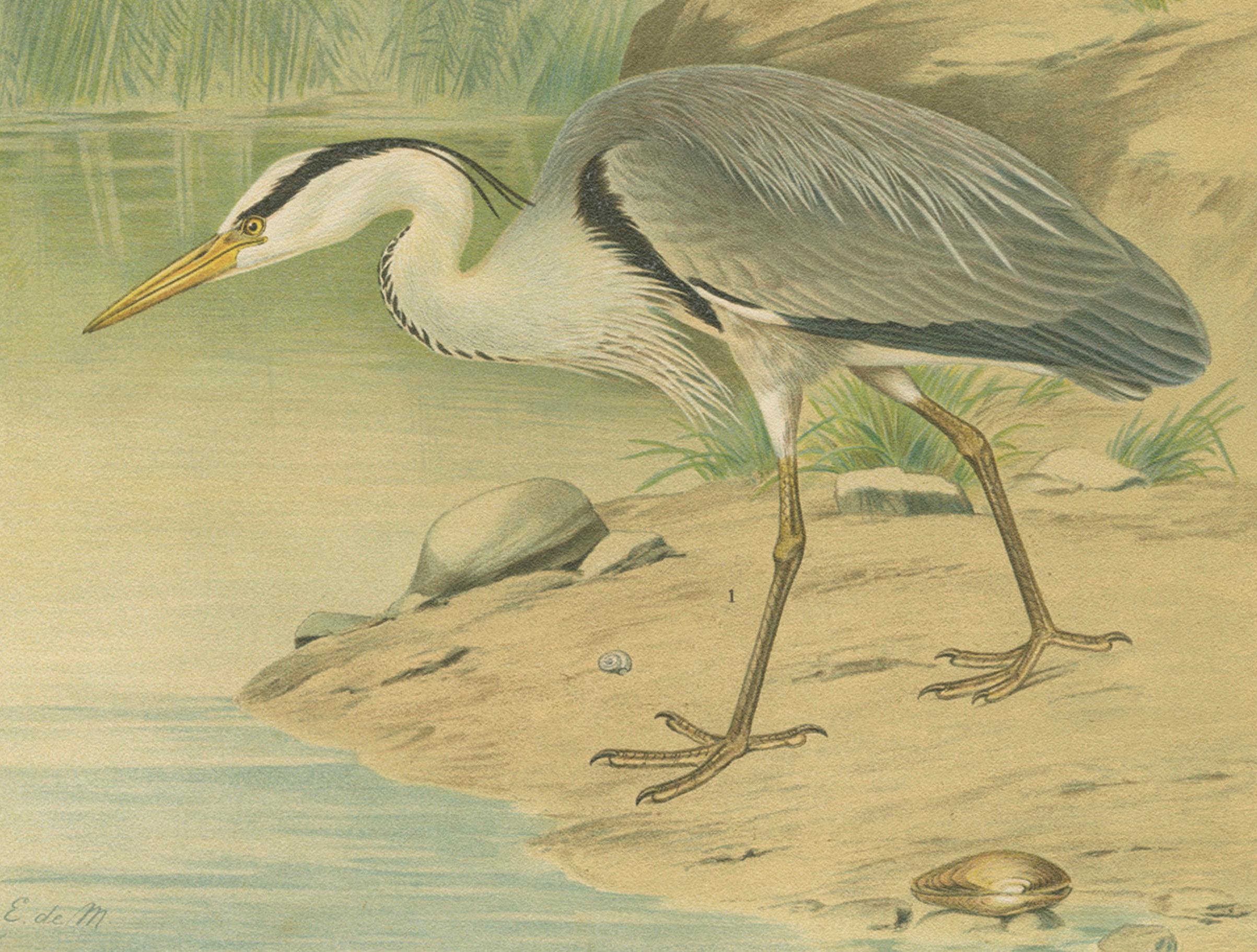 19th Century Antique Bird Print of the Grey Heron by Naumann, circa 1895 For Sale