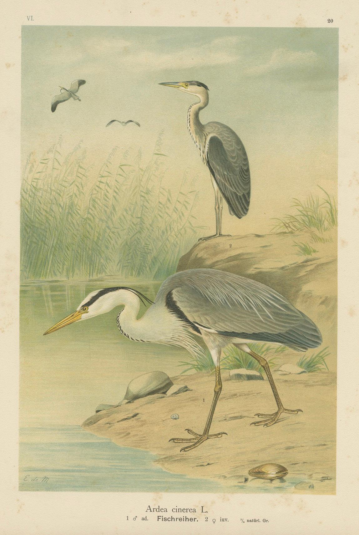 Paper Antique Bird Print of the Grey Heron by Naumann, circa 1895 For Sale