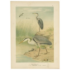 Antique Bird Print of the Grey Heron by Naumann, circa 1895