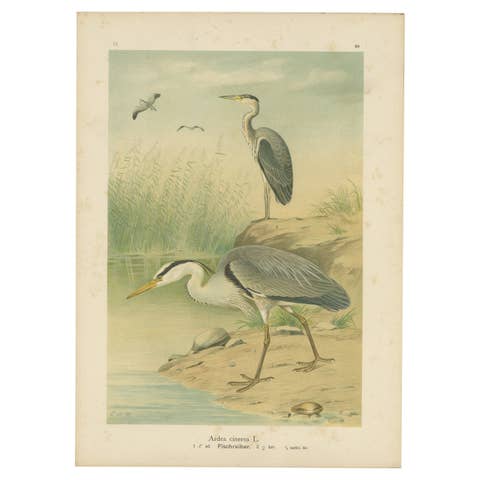 Antique Bird Print of the Grey Heron by Naumann, circa 1895