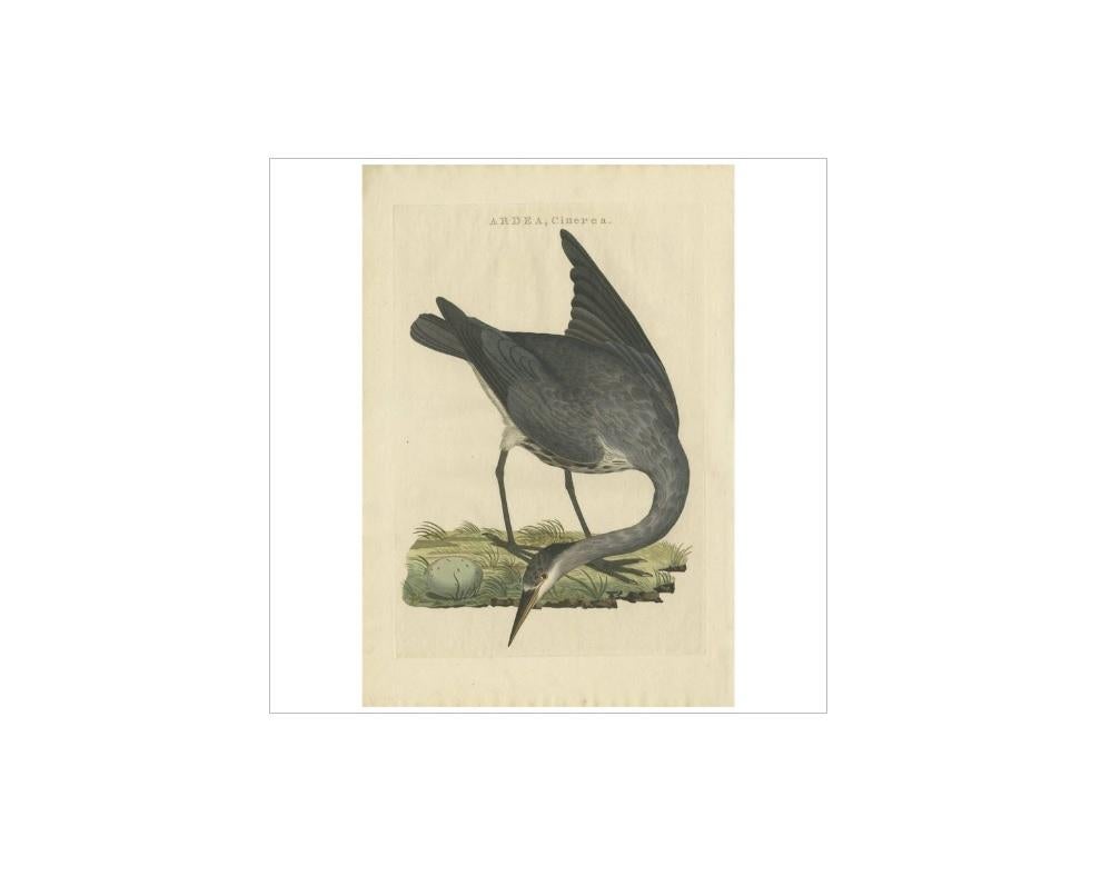 Antique print titled 'Ardea, Cinerea'. The grey heron (Ardea cinerea) is a long-legged predatory wading bird of the heron family, Ardeidae, native throughout temperate Europe and Asia and also parts of Africa. It is resident in much of its range,