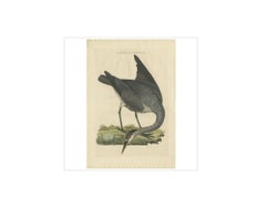 Antique Bird Print of the Grey Heron by Sepp & Nozeman, 1797