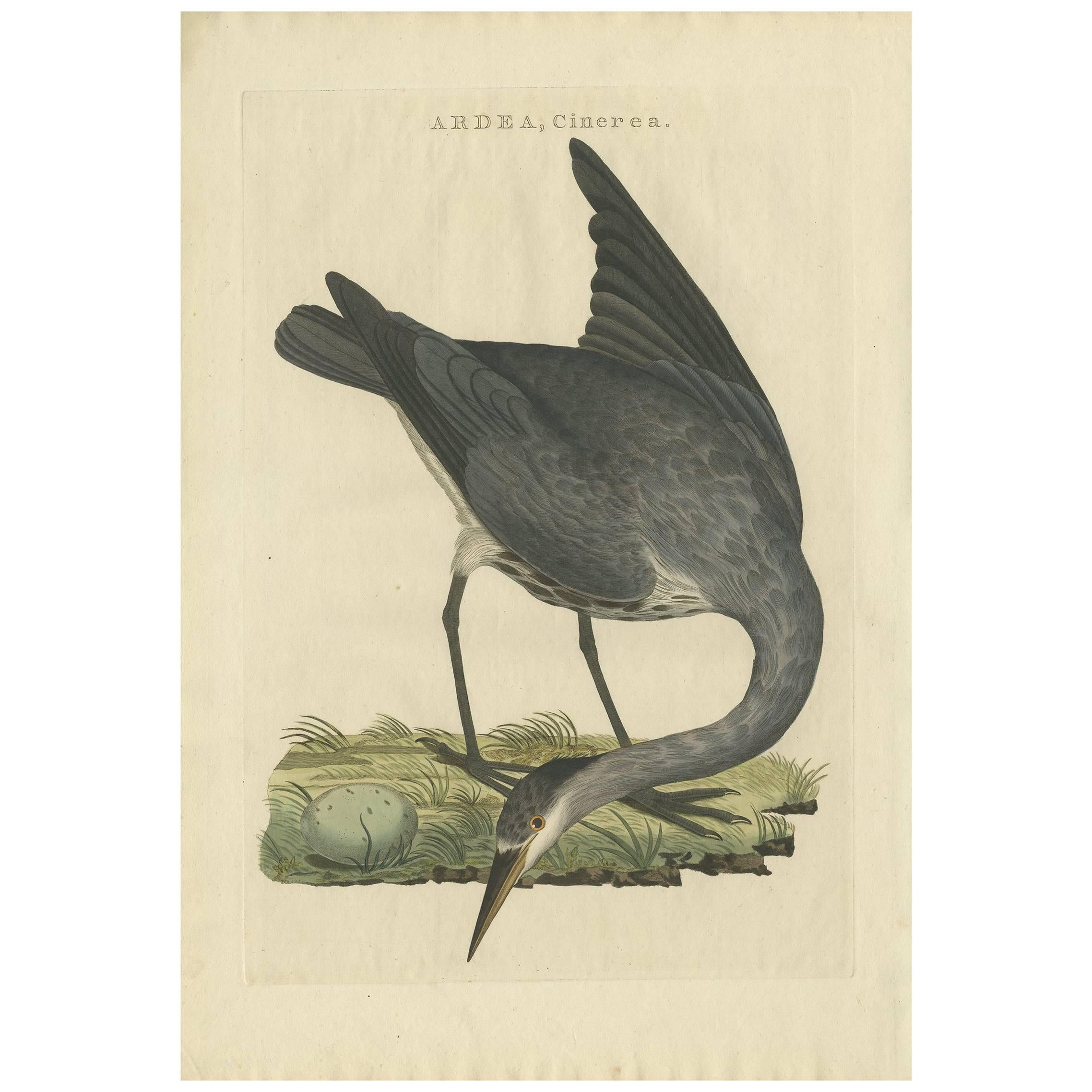 Antique Bird Print of the Grey Heron by Sepp & Nozeman, 1797