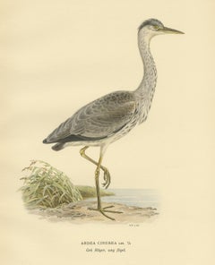 Antique Bird Print of the Grey Heron by Von Wright, 1929
