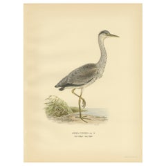 Antique Bird Print of the Grey Heron by Von Wright, 1929