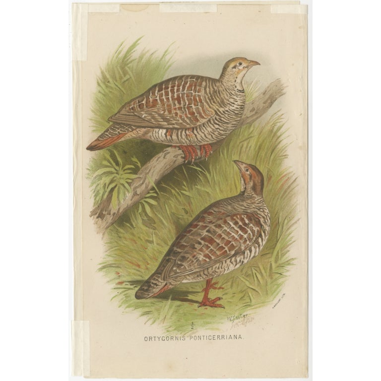 Antique Bird Print of the Grey Partridge by Hume & Marshall, 1879 For Sale