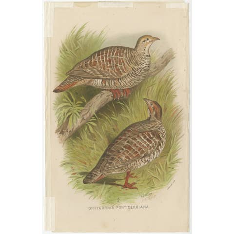 Antique Bird Print of the Grey Partridge by Hume & Marshall, 1879