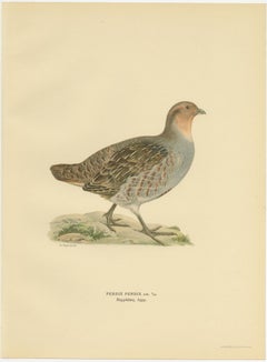 Antique Bird Print of the Grey Partridge by Von Wright, '1929'