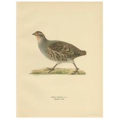 Antique Bird Print of the Grey Partridge by Von Wright, 1929