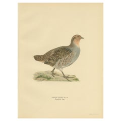 Antique Bird Print of the Grey Partridge by Von Wright, '1929'
