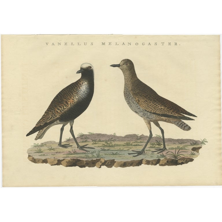 Antique Bird Print of the Grey Plover by Sepp & Nozeman, 1829 For Sale